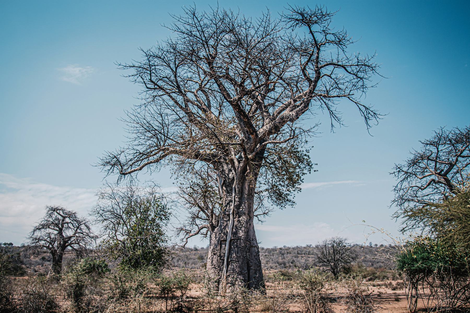 Baobabs in dry country