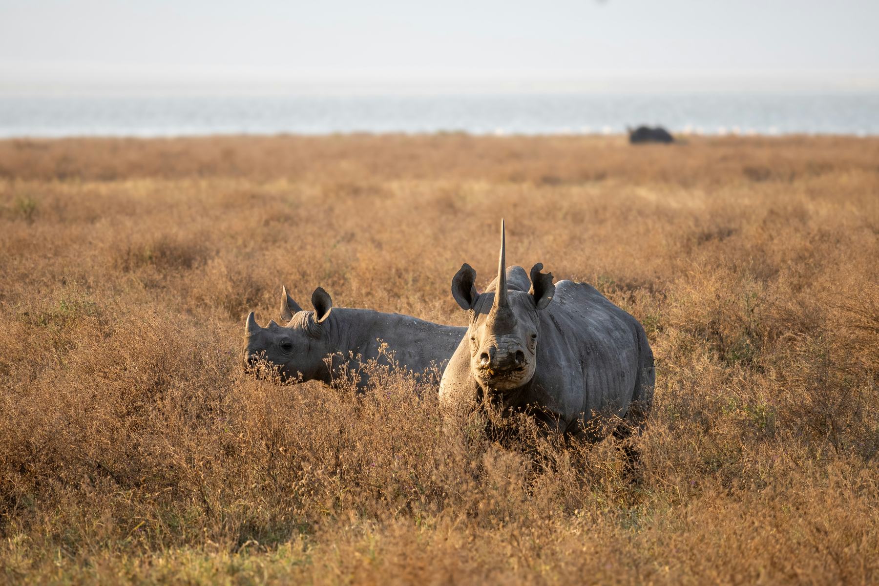 A black rhino in the crater grassland
