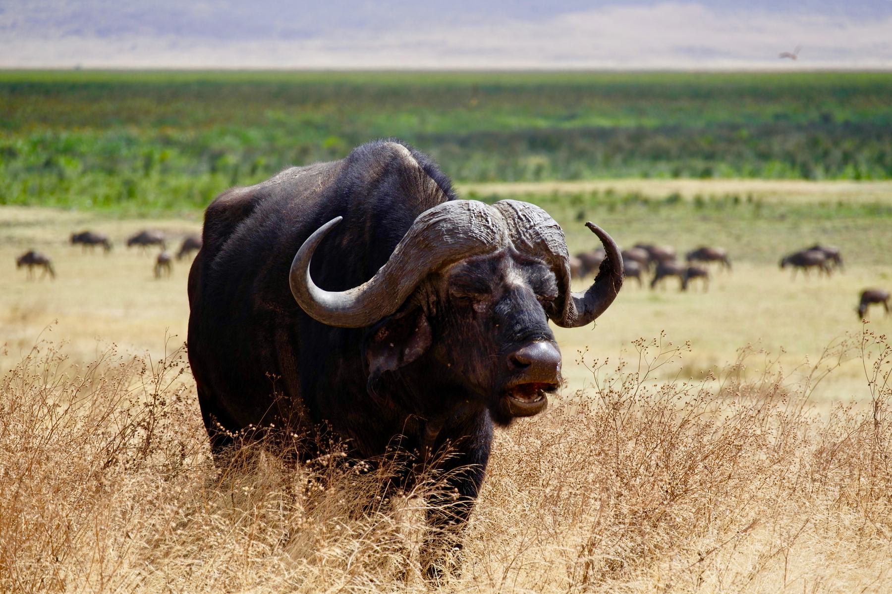 A cape buffalo on the crater floor