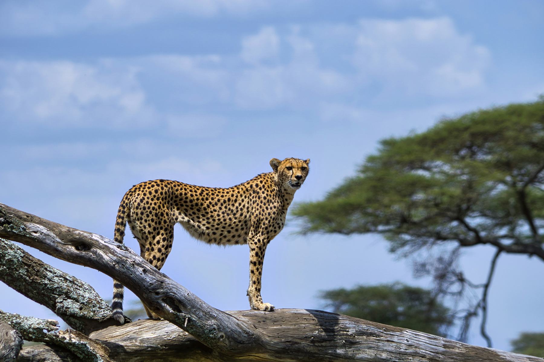 Beyond the Big Five: Northern Tanzania's Rarer Sightings