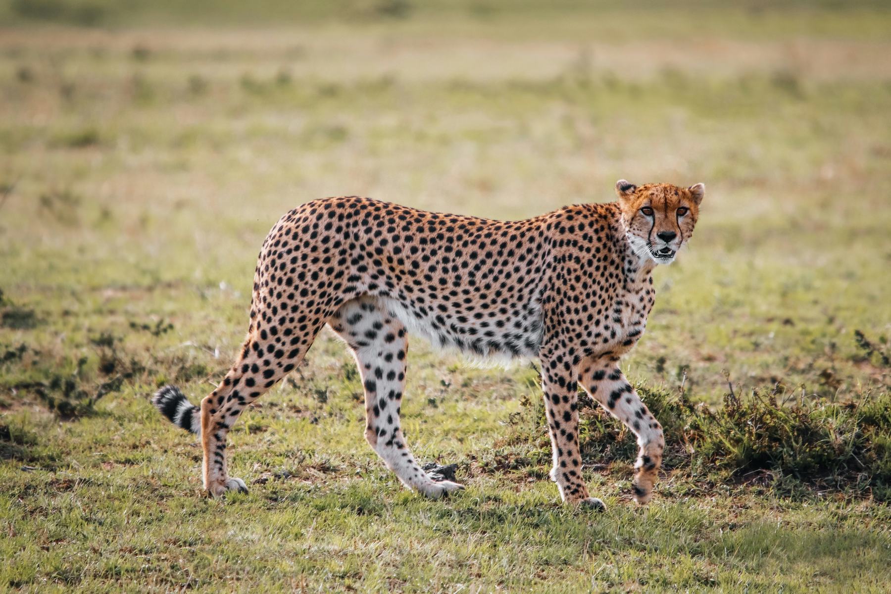 A cheetah crossing open grassland