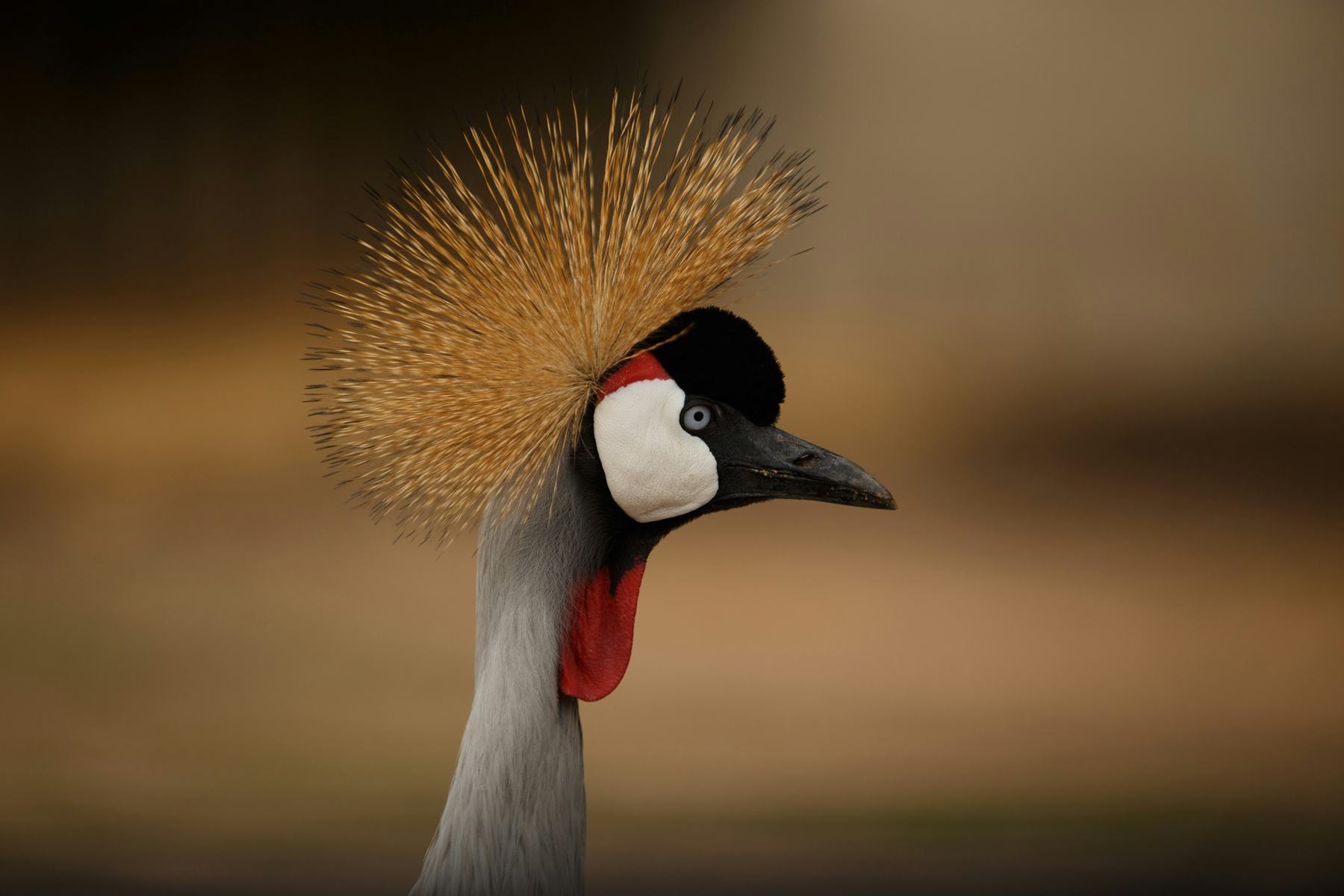 A grey crowned crane portrait