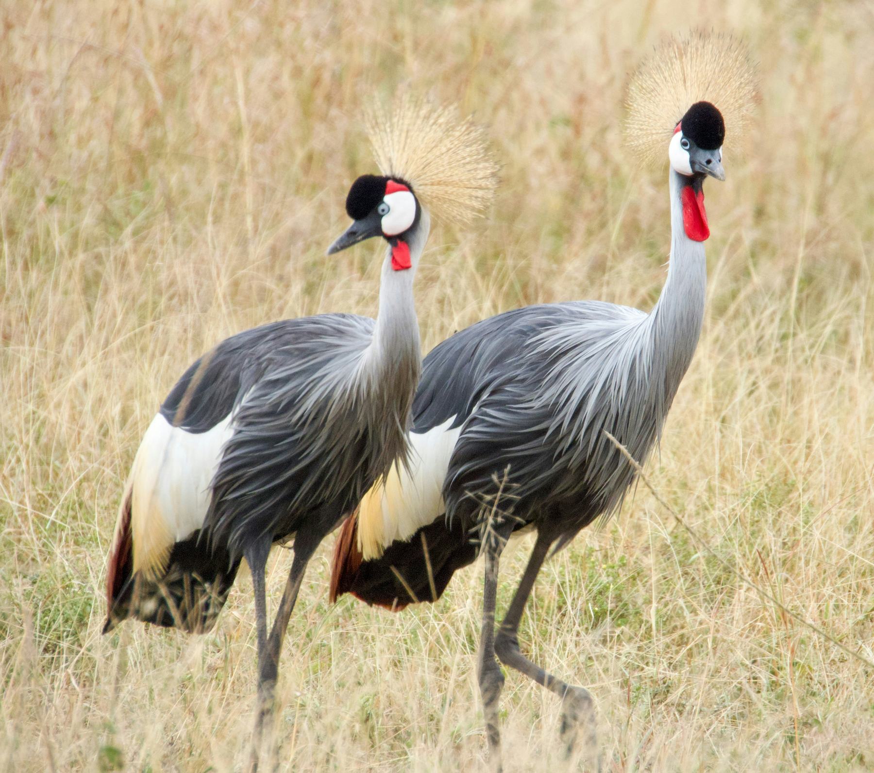 Grey crowned cranes in the grass
