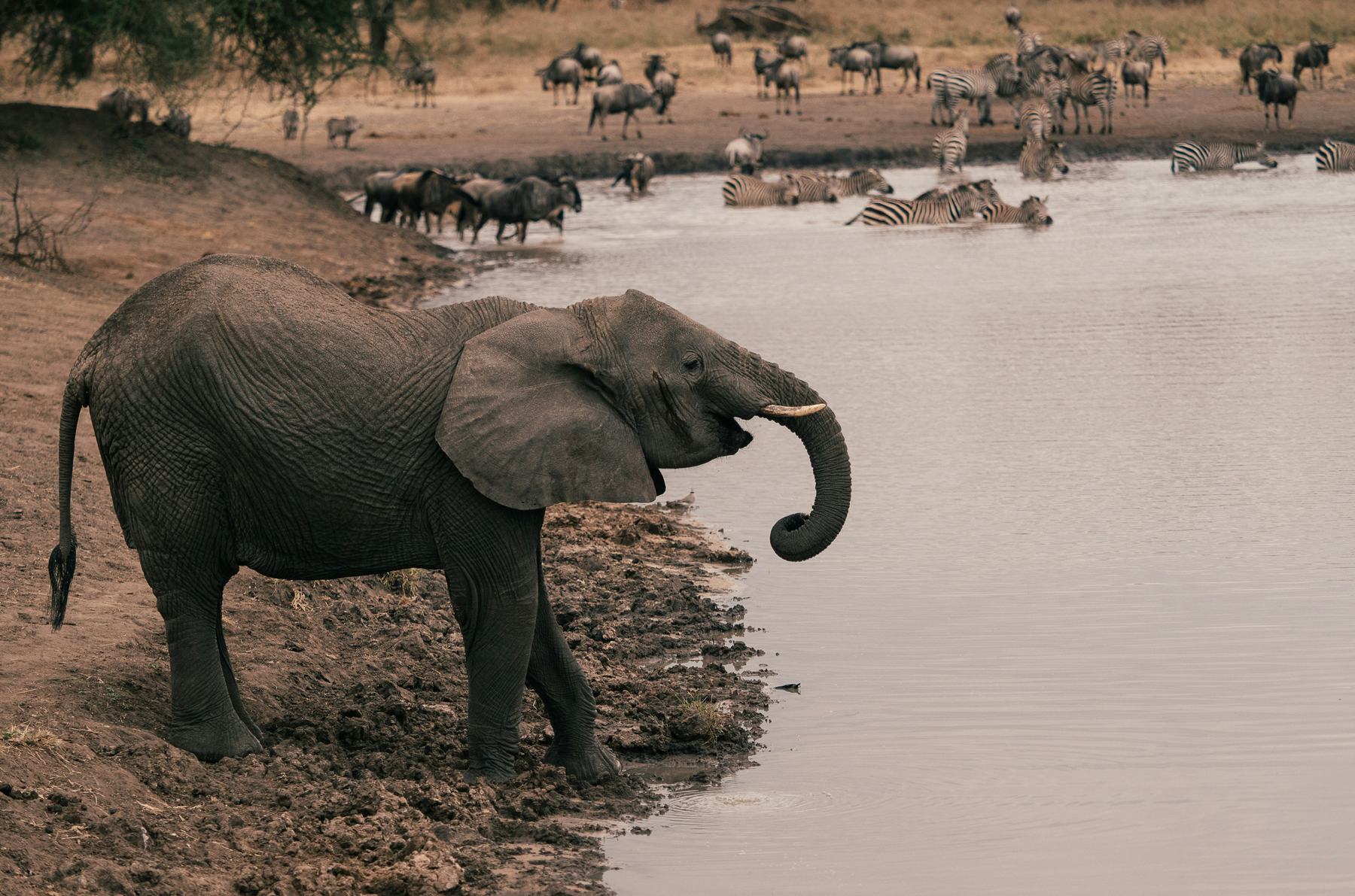 Elephants at a waterhole