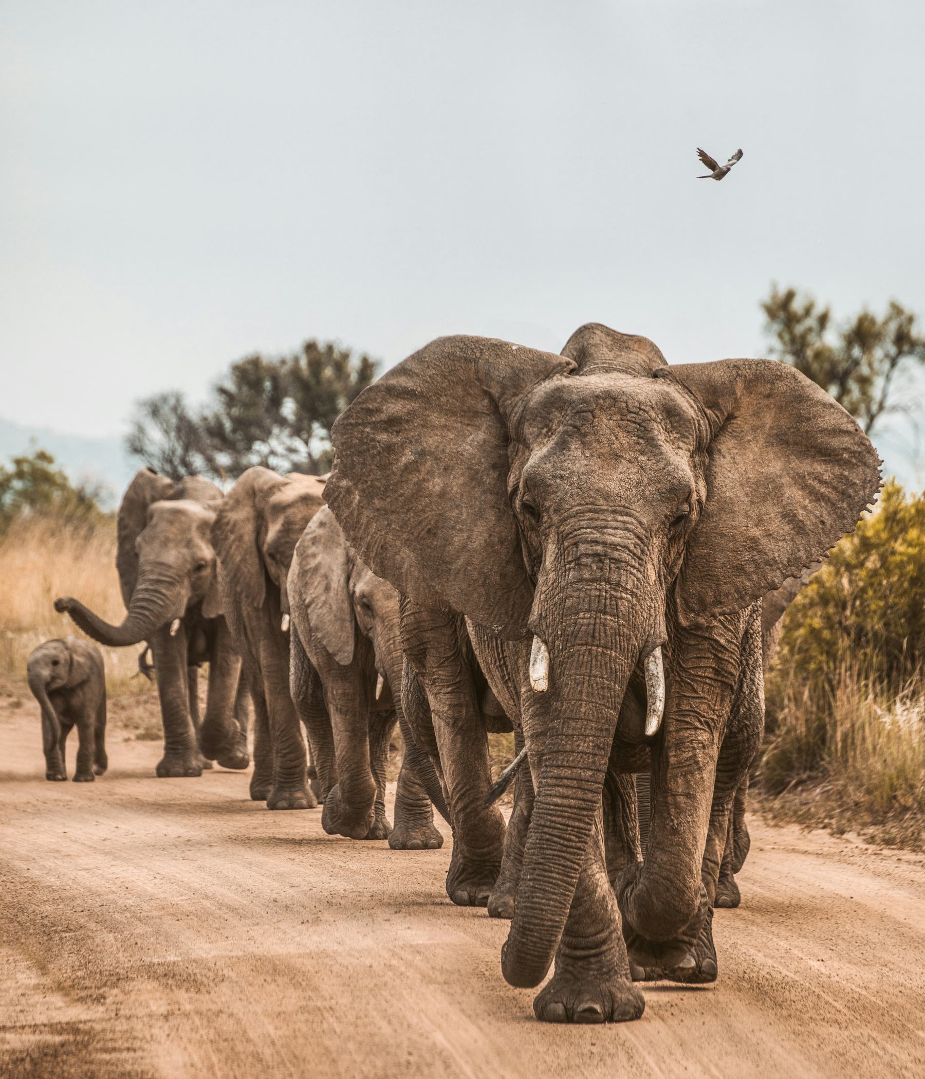 Family Safari, Properly Planned