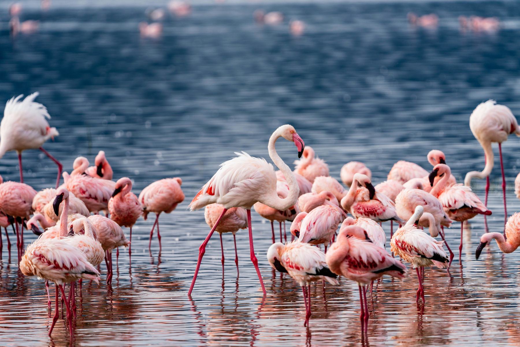 Lake Natron & Lake Eyasi
