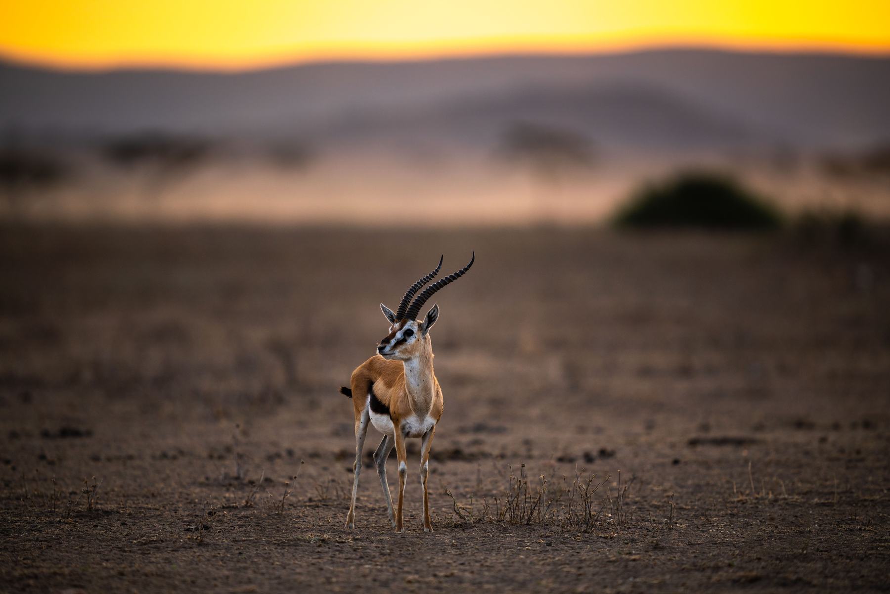 A Grant's gazelle on open ground