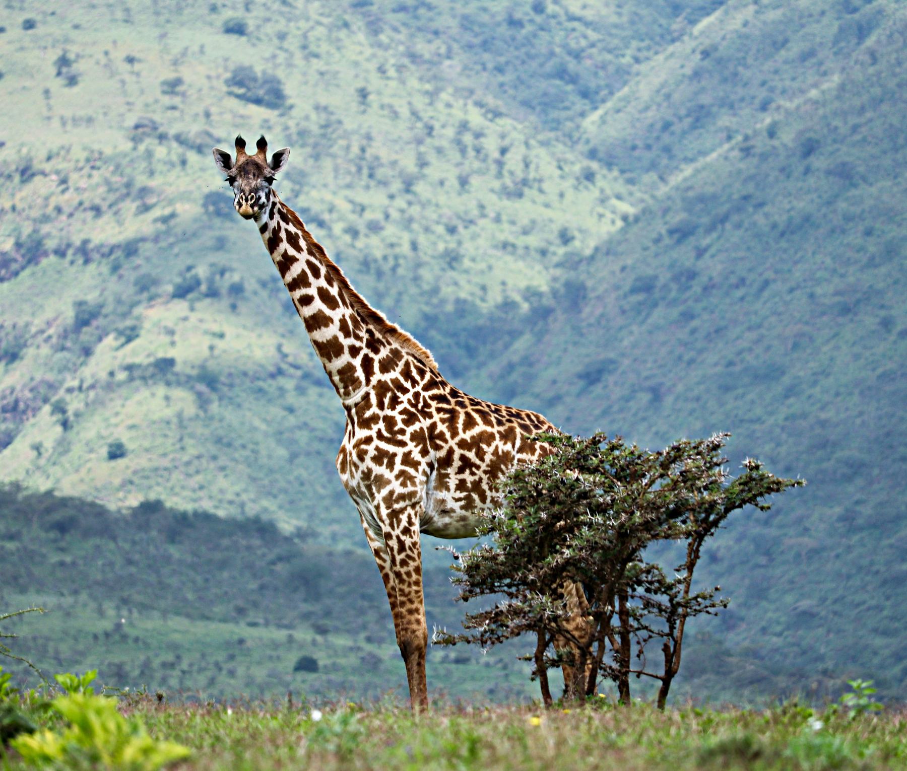 Arusha National Park