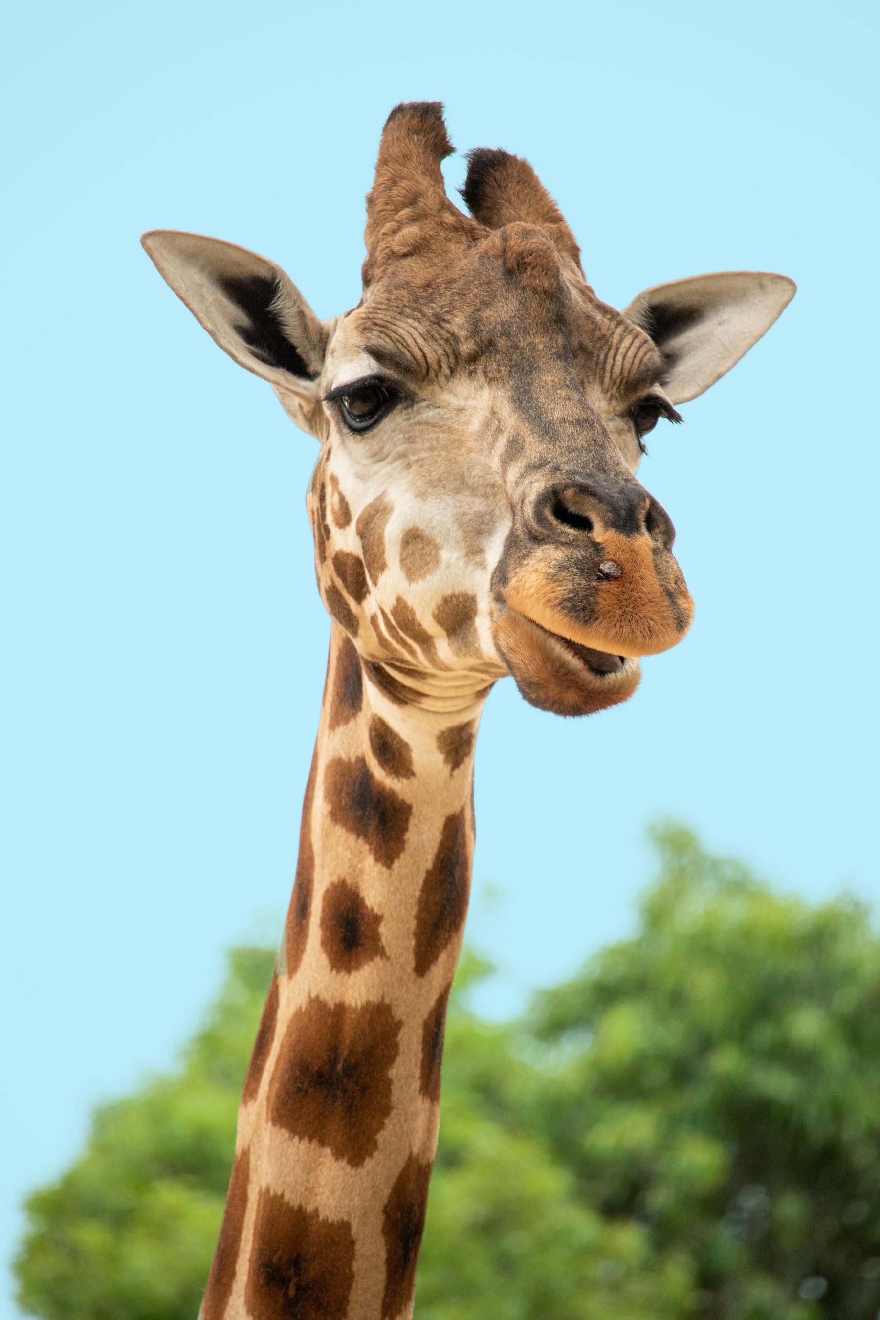 A giraffe looking towards the camera