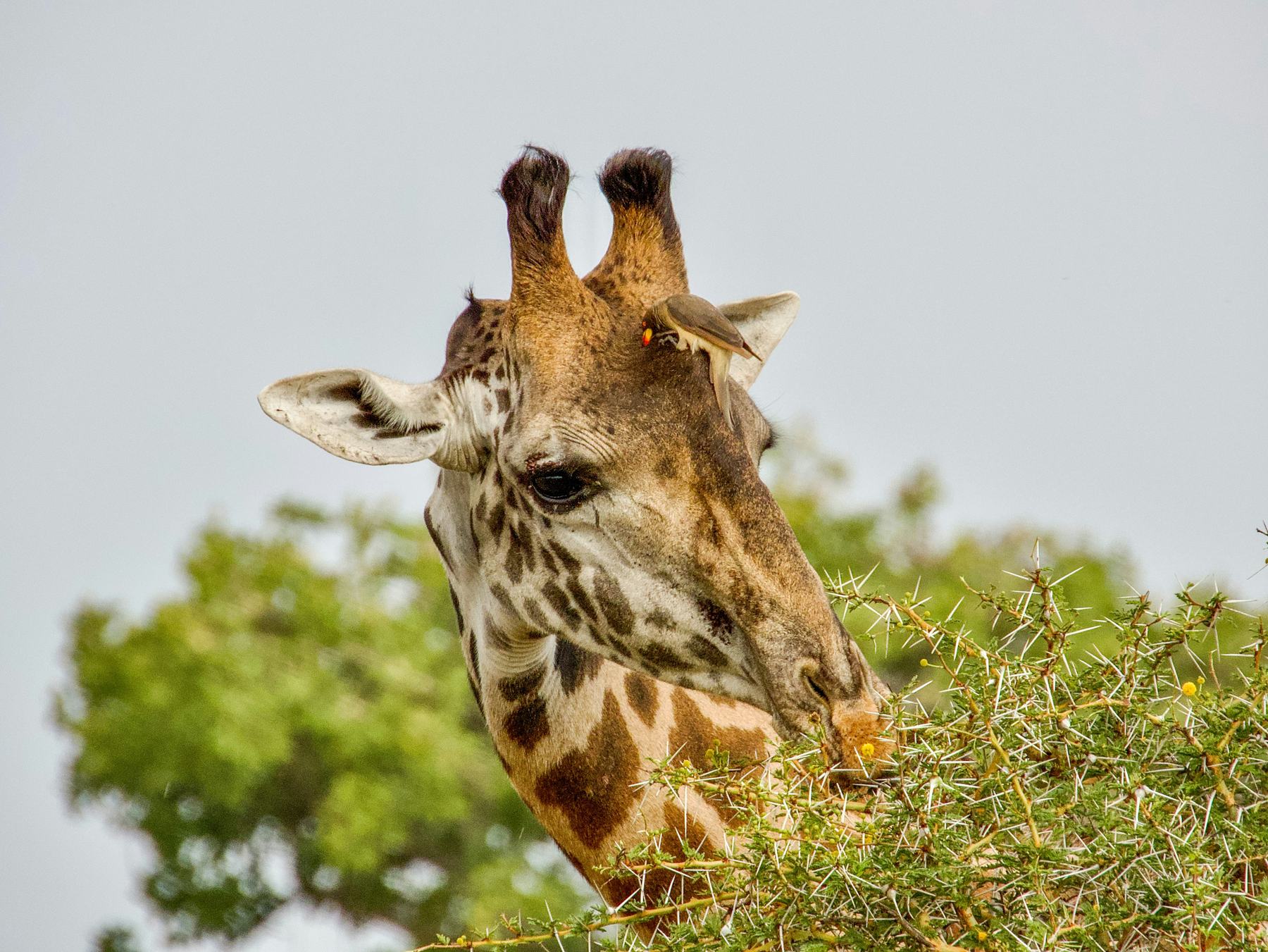 A Maasai giraffe in northern Tanzania