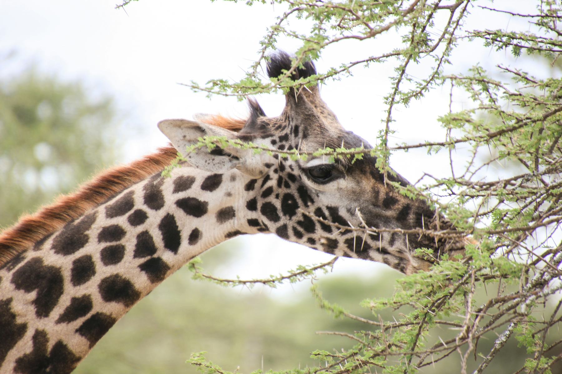 Two giraffes sparring