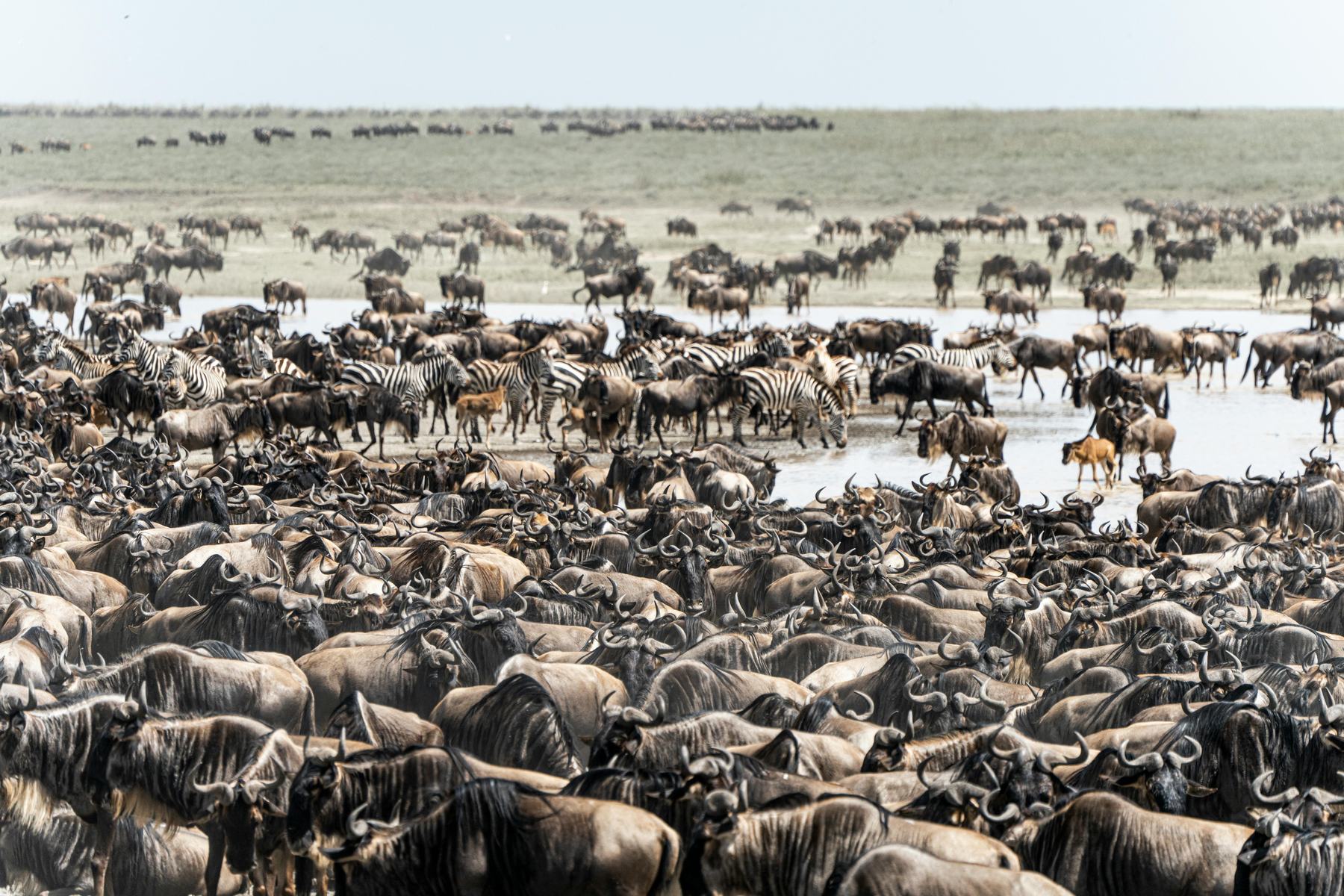 Wildebeest herds crossing the Serengeti plains