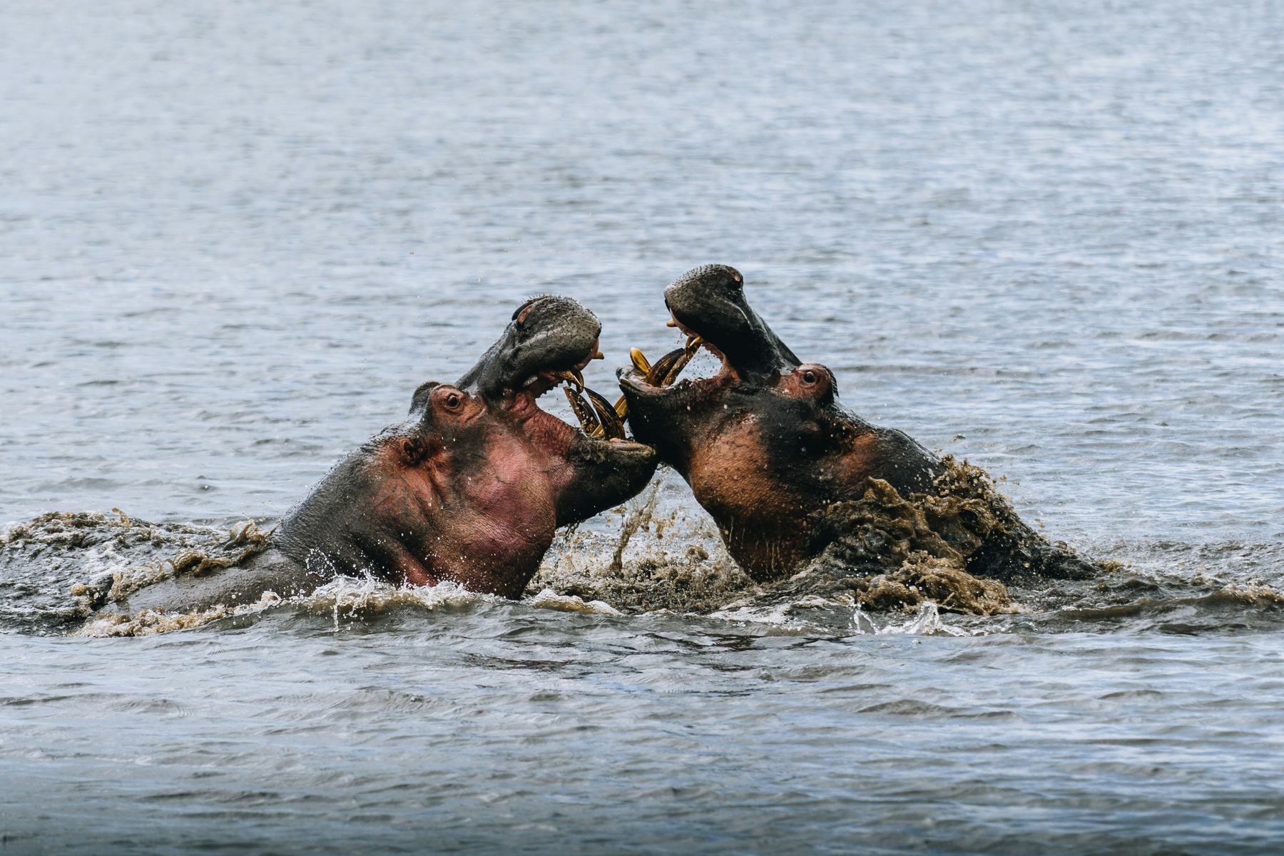 Lake Manyara National Park