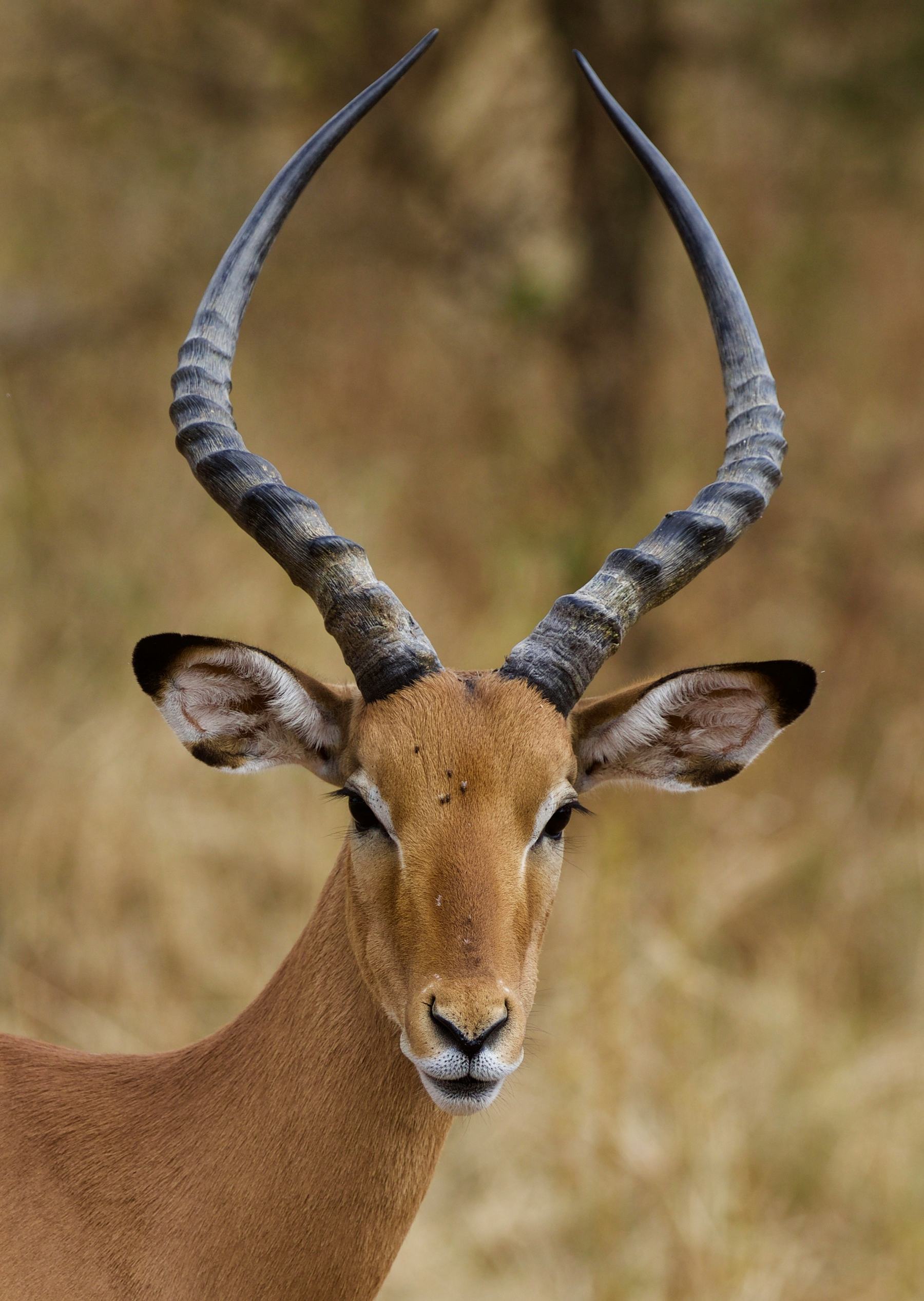 An impala portrait