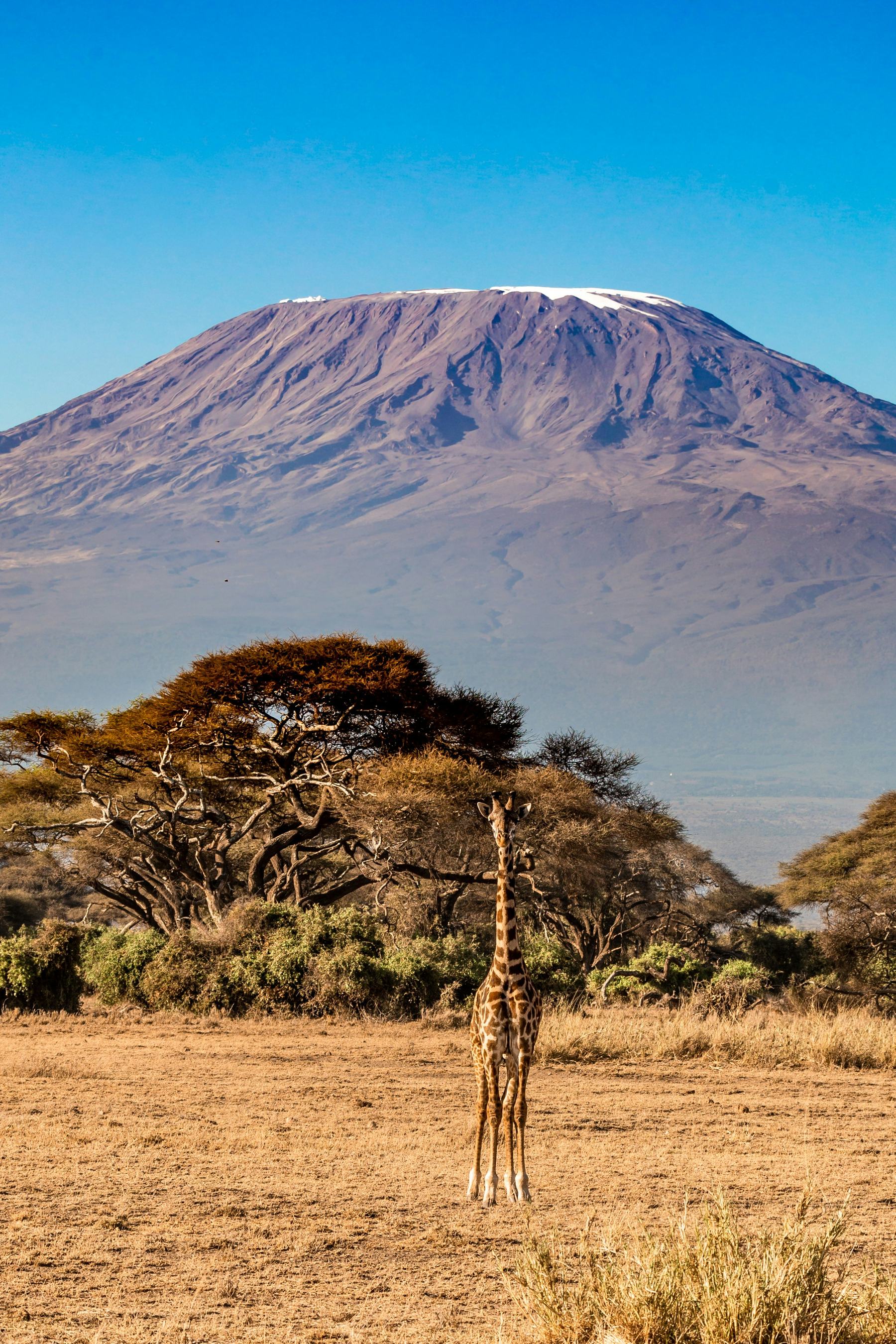 Kilimanjaro rising above the plains with a giraffe in the foreground