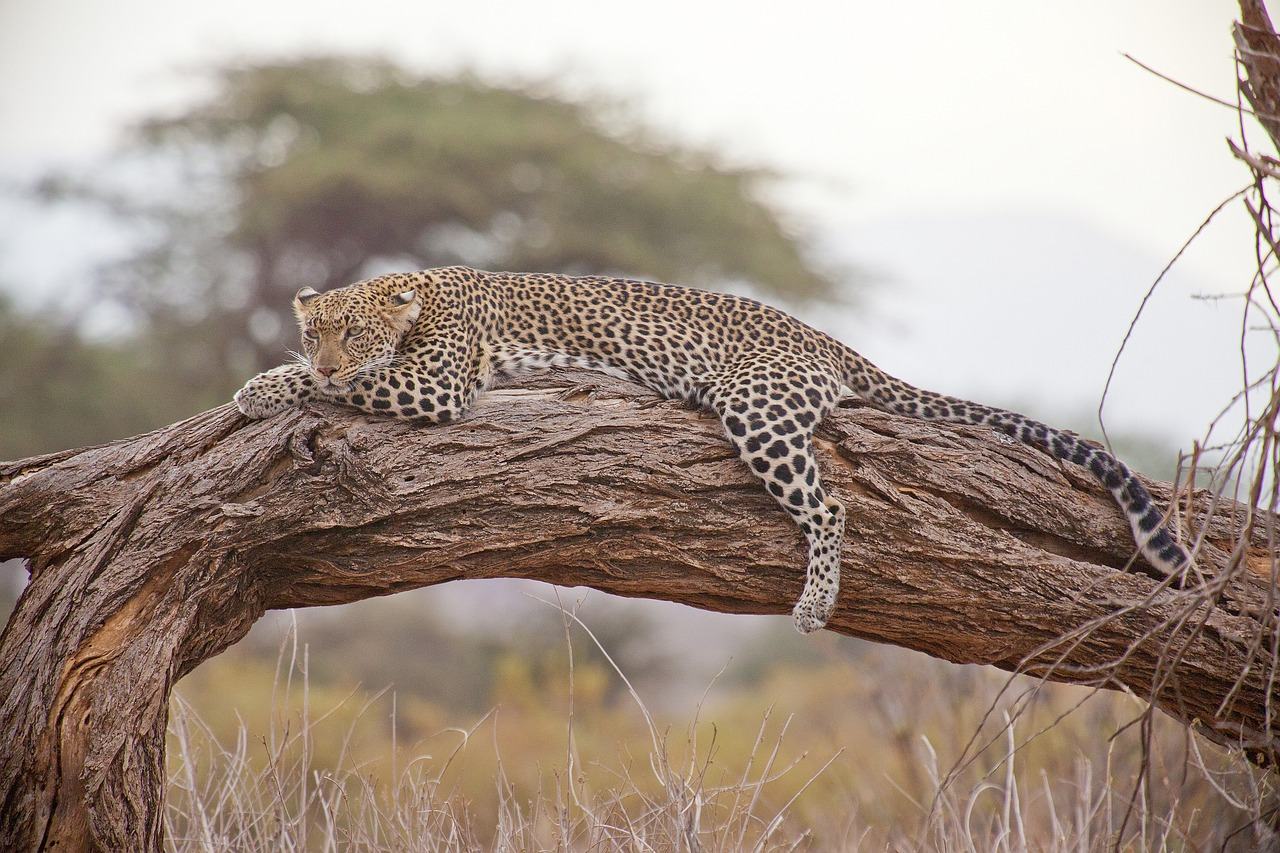 A leopard resting along a horizontal branch
