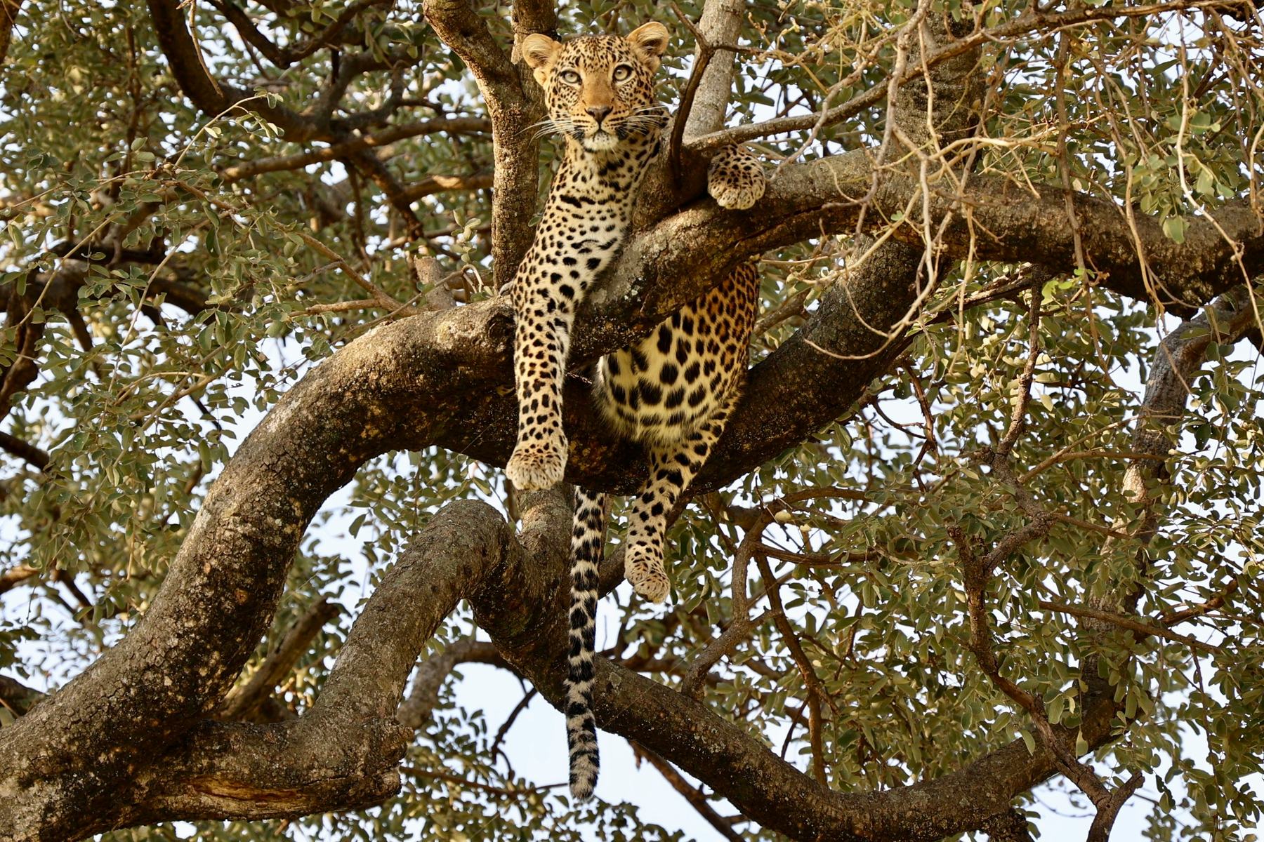 A leopard resting along a branch