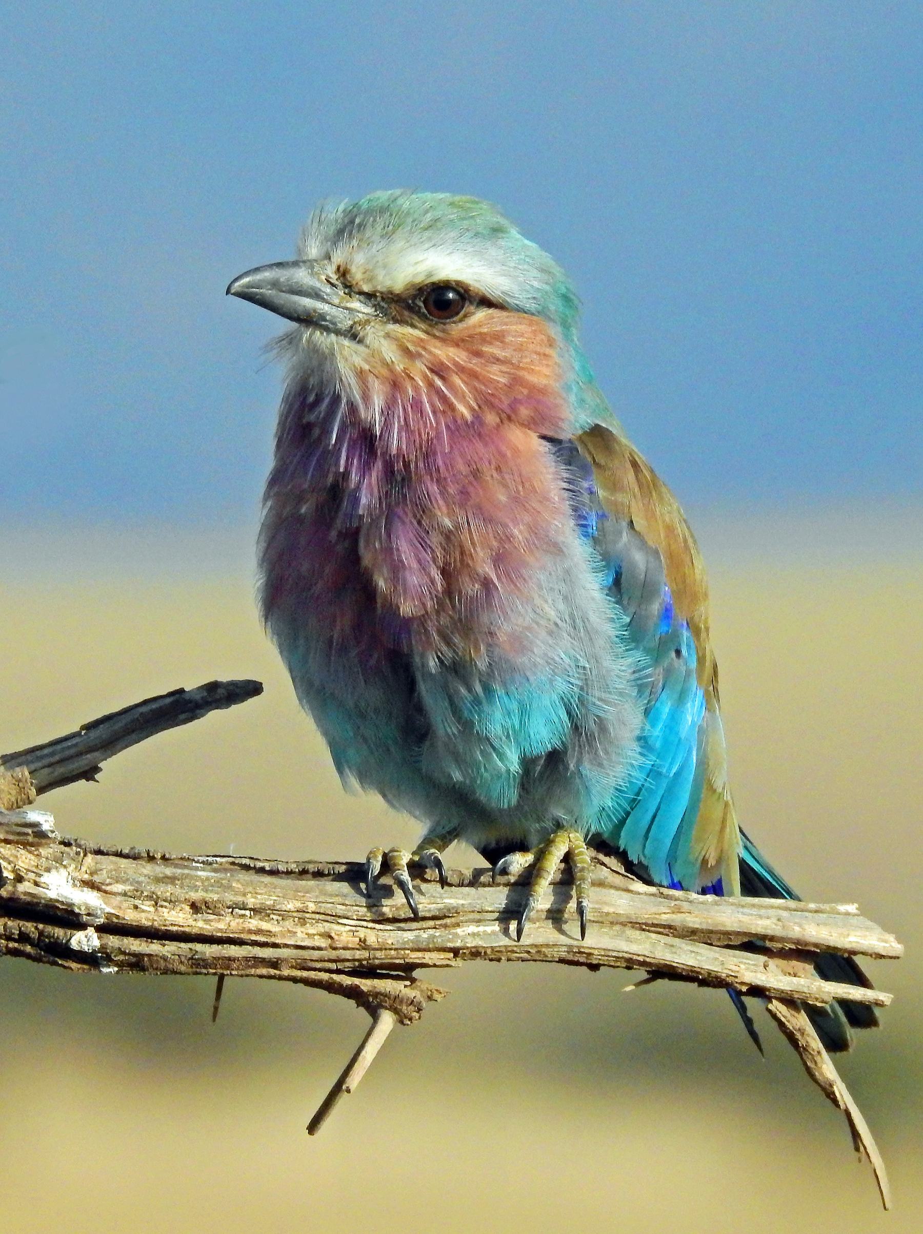 A lilac-breasted roller on a branch