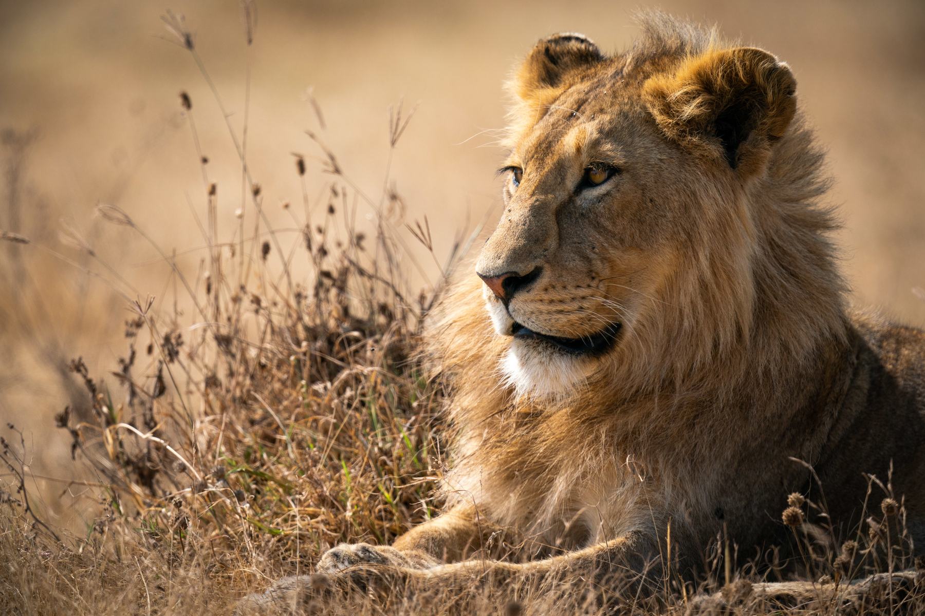 A male lion in the long grass of the Serengeti
