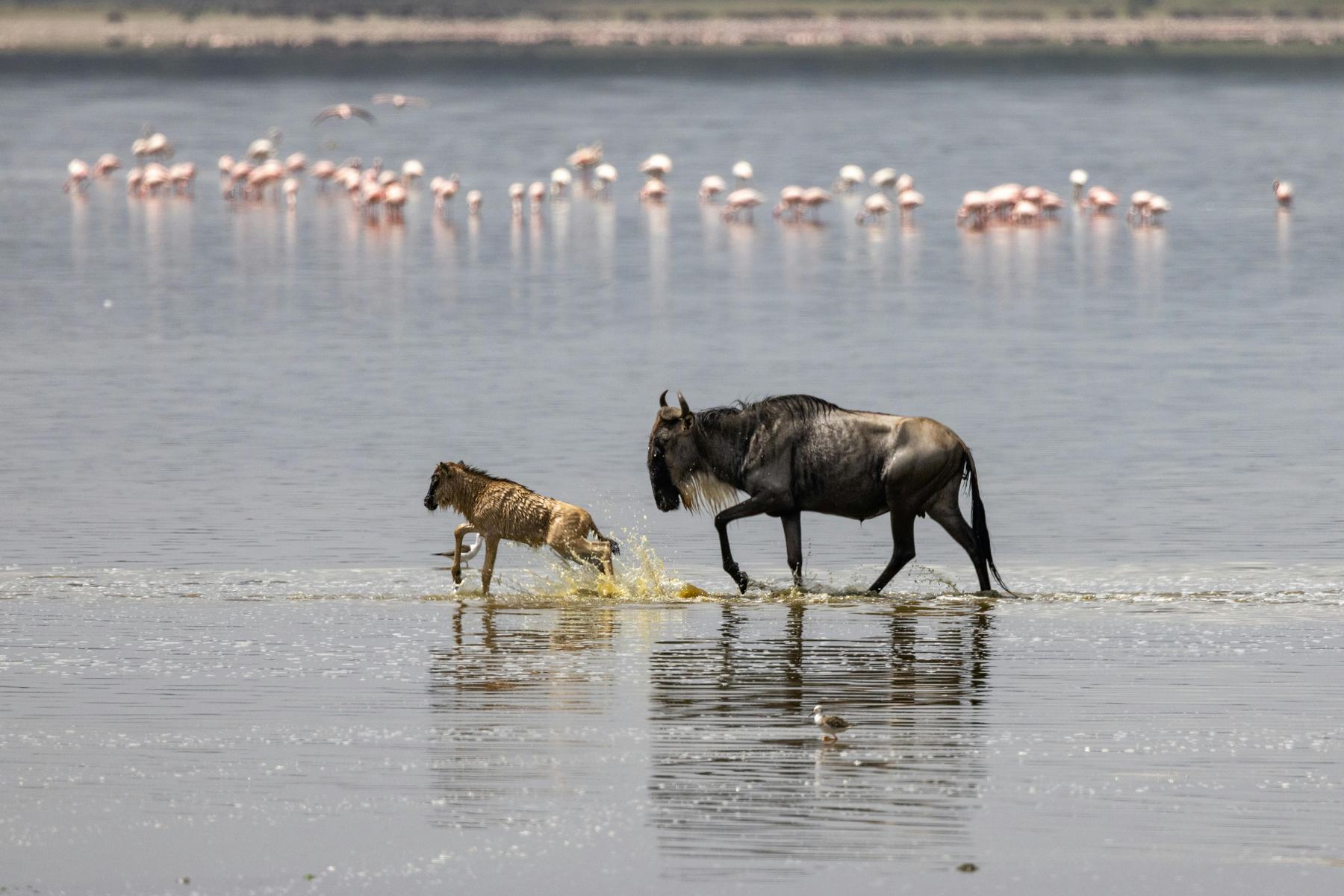 Lake Manyara National Park