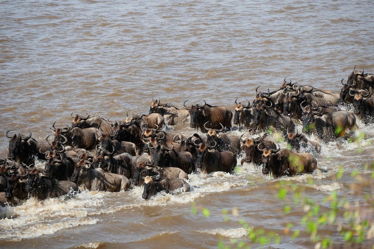Serengeti River Crossings