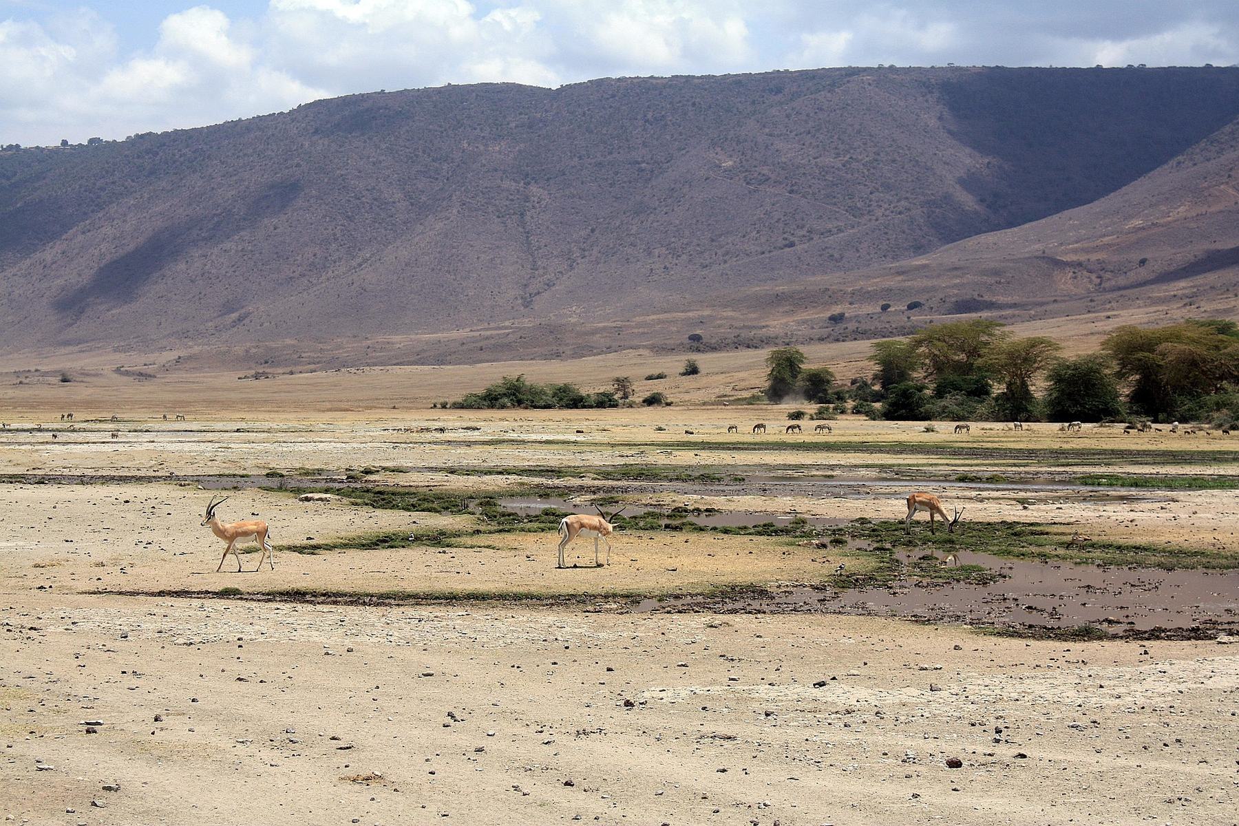 Ngorongoro Conservation Area