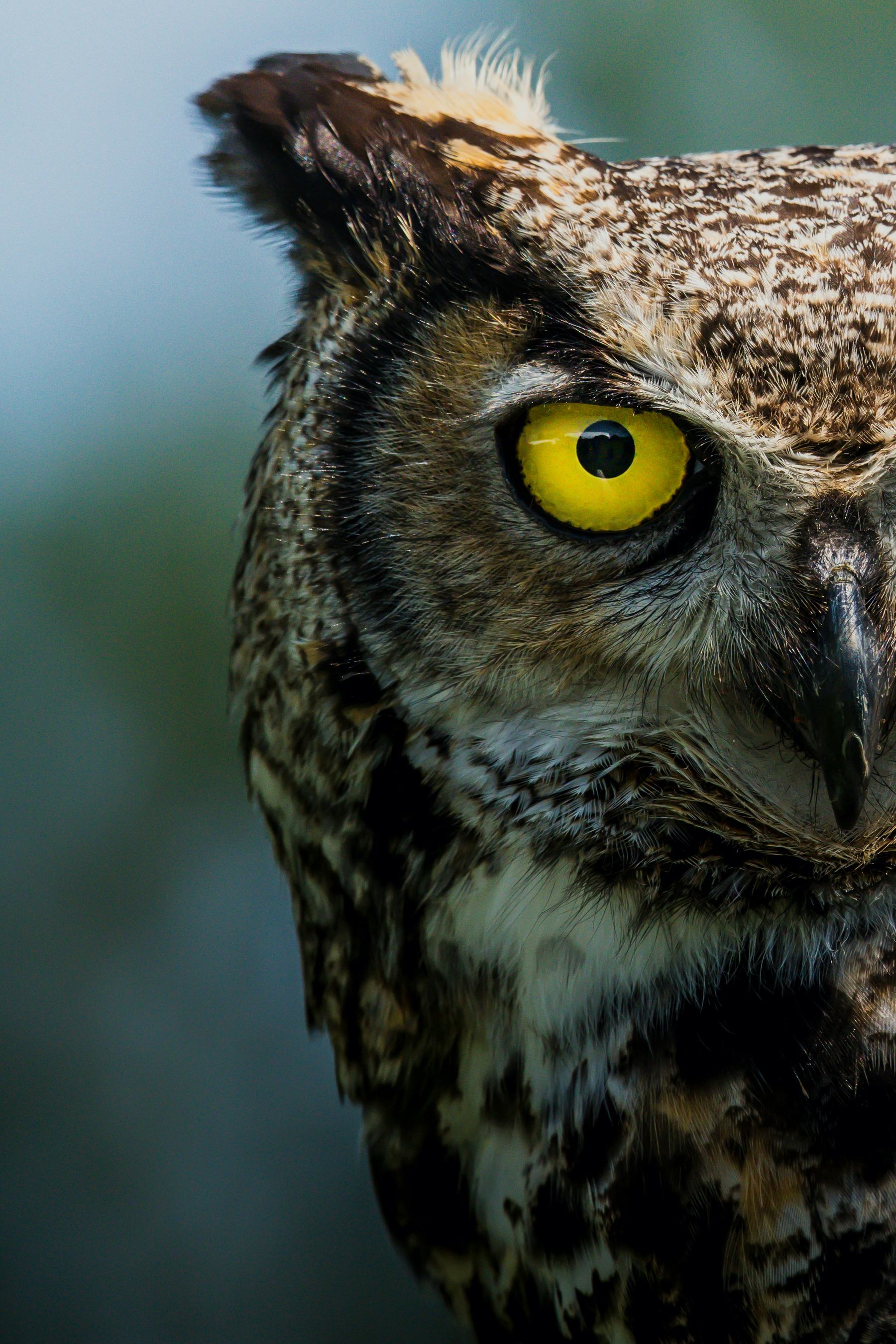 An owl in close-up