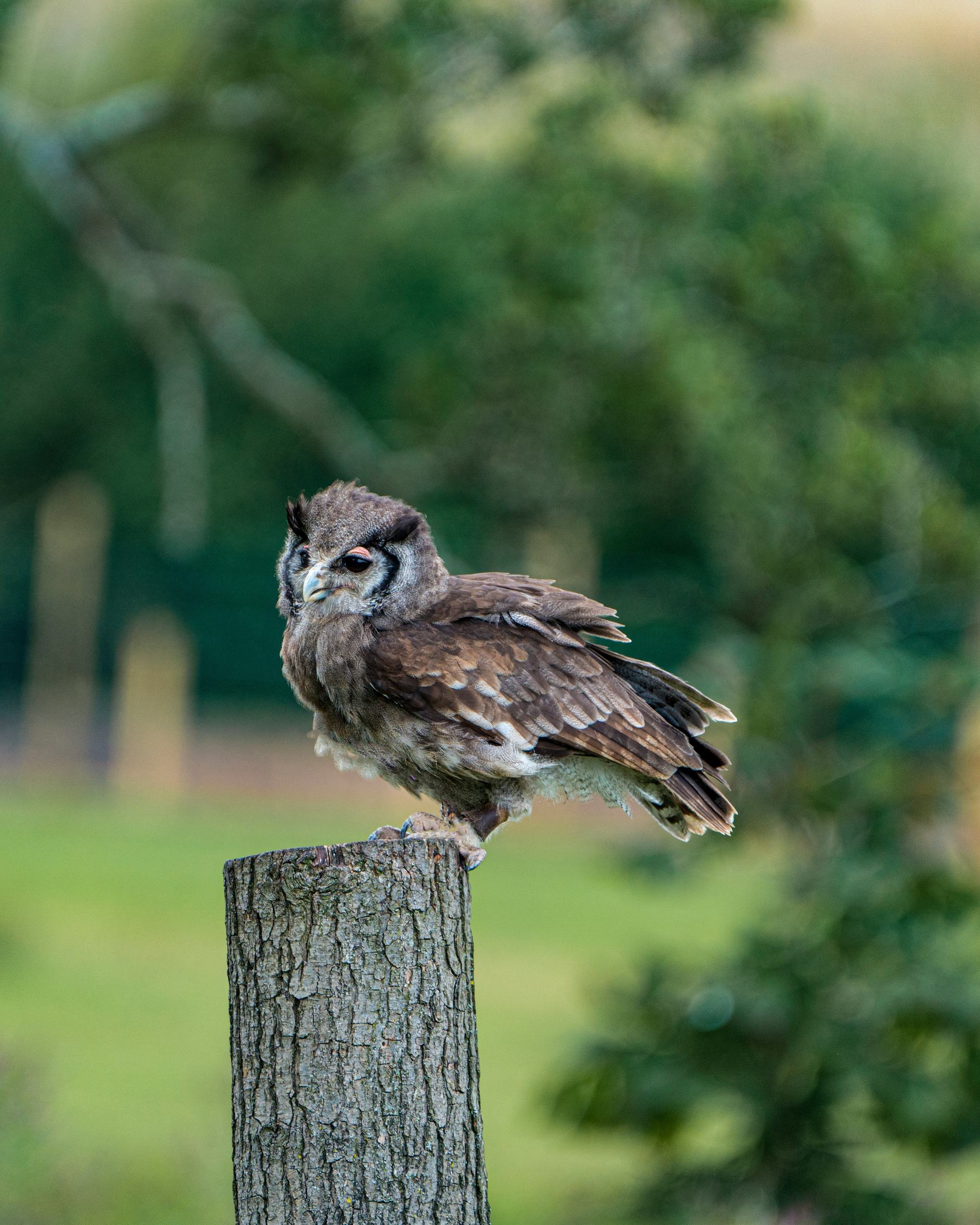 An owl on a fence post