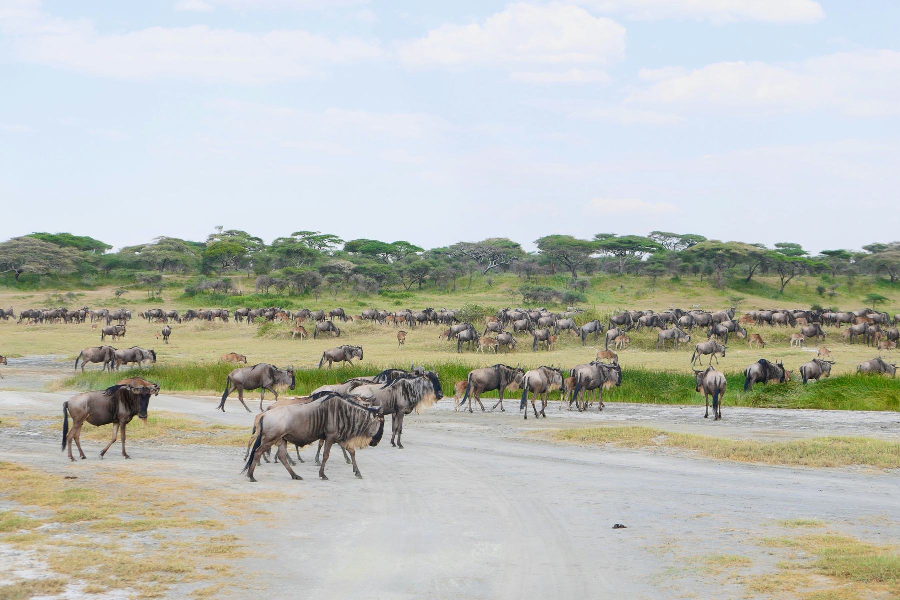 Ndutu Calving Season