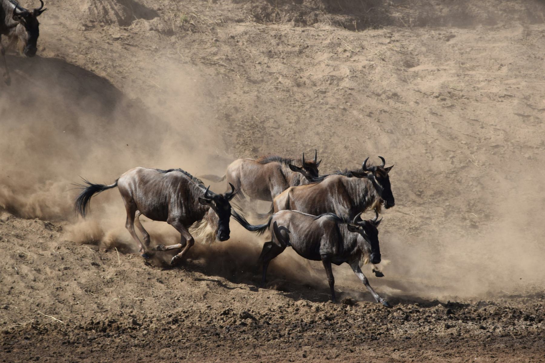 Wildebeest running through dust on the plains
