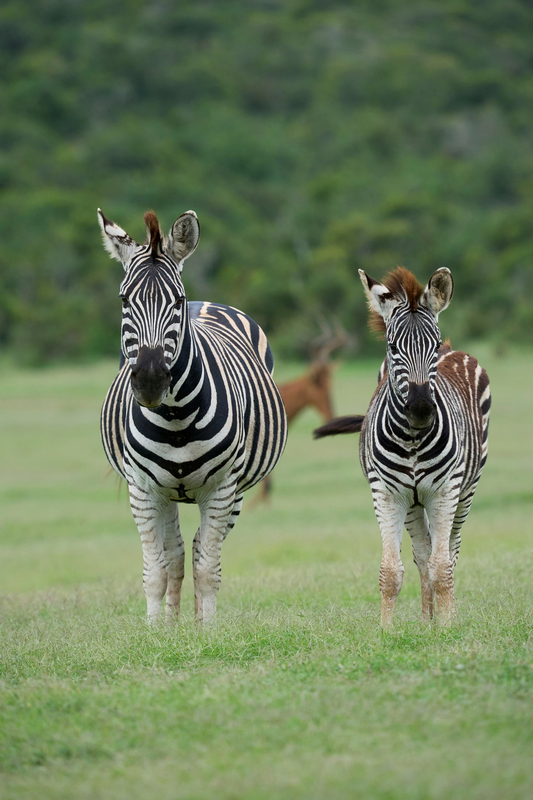 Zebras on open grassland